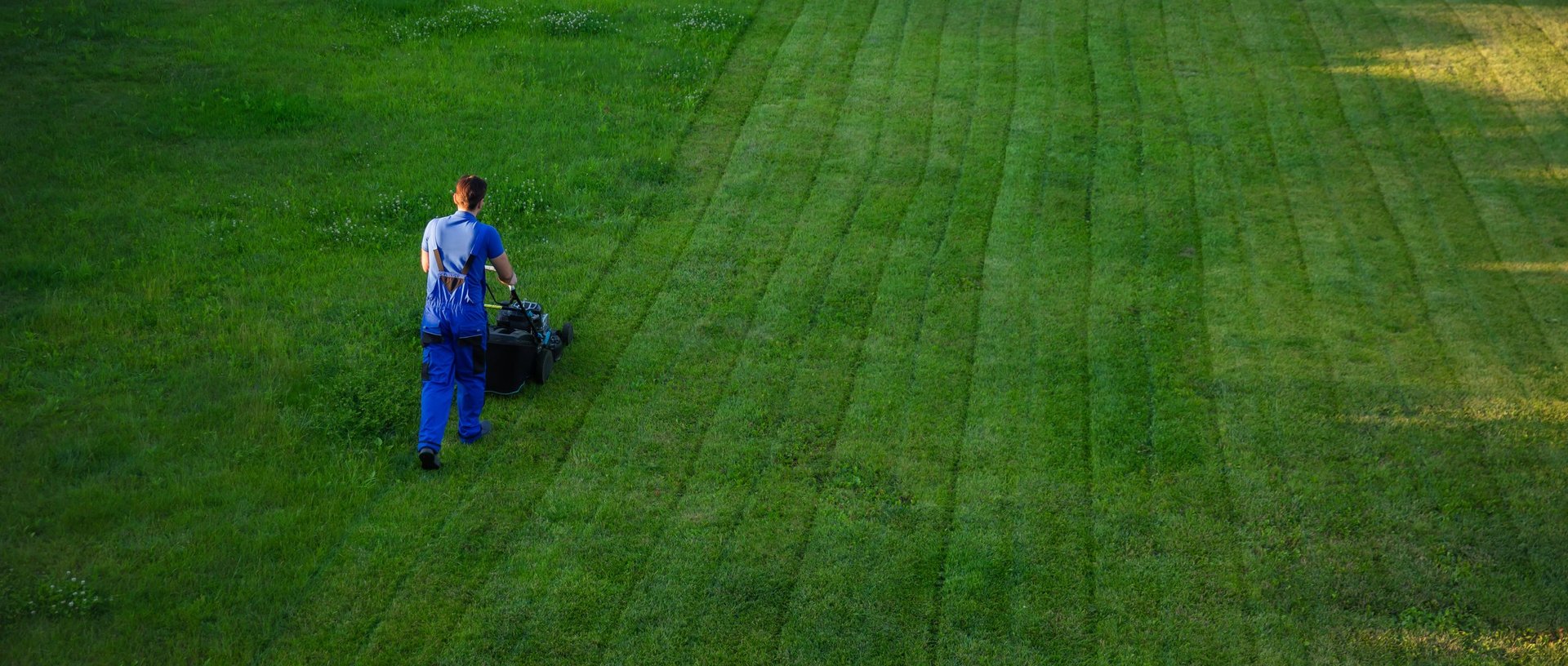 Professional lawn care service maintaining a lush green lawn